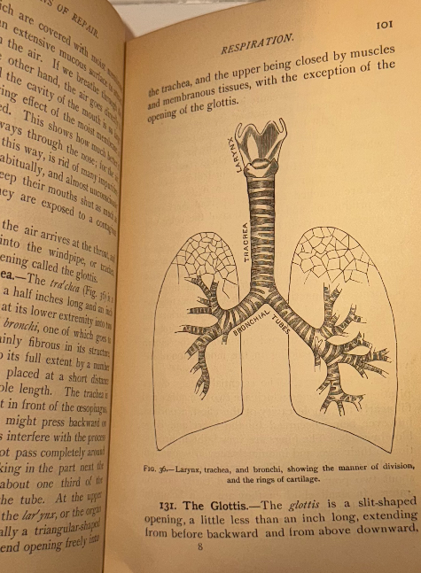 Antique Medical Text: Anatomy, Physiology, and Hygiene by Appleton